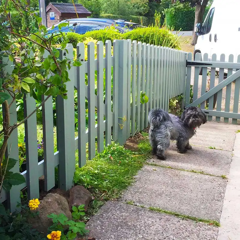 Green Picket Fence And Dog Green Picket Fence And Dog